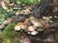 Sárga kénvirággomba (Hypholoma fasciculare), Budai-hegység